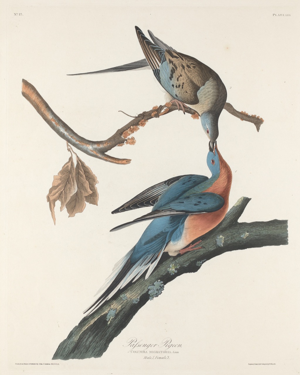 Passenger Pigeon by John James Audubon
